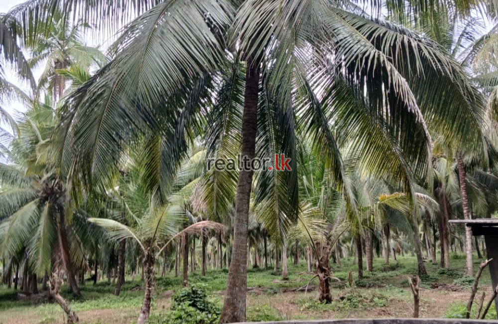 Coconut Estate For Sale In Bingiriya