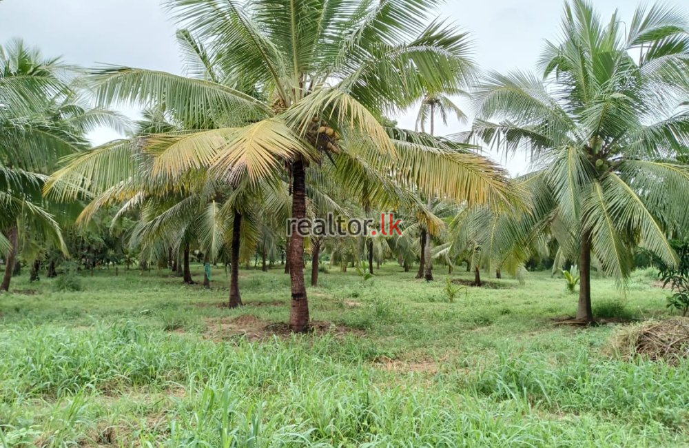 Mix Plant Estate For Sale At Puttalam