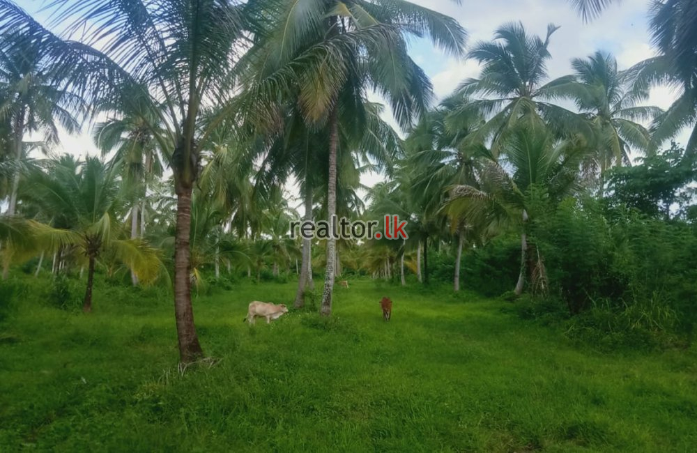 Coconut Estate In Kurunegala For Sale