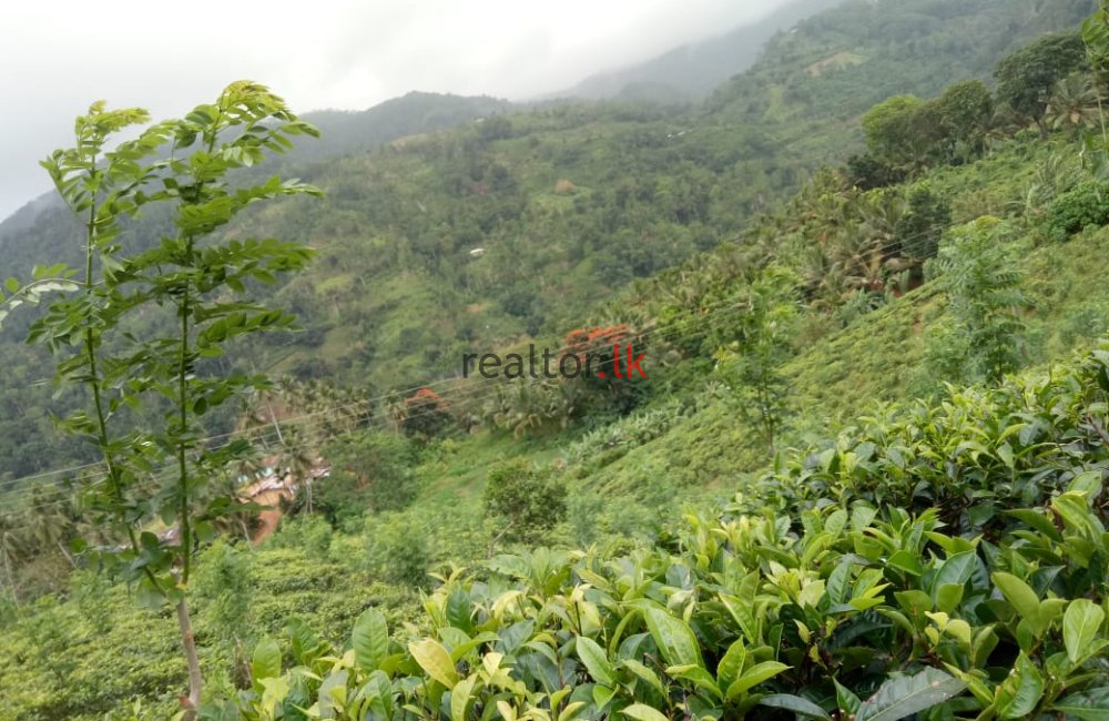 Tea Estate For Sale At Deniyaya