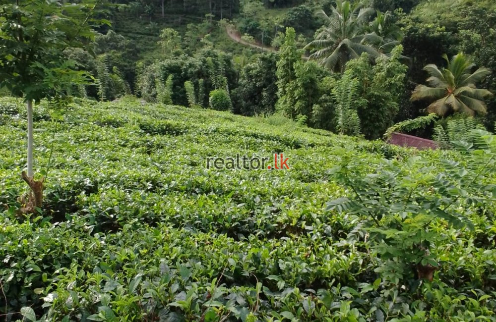 Mixed Plant Estate For Sale At Dehiowita