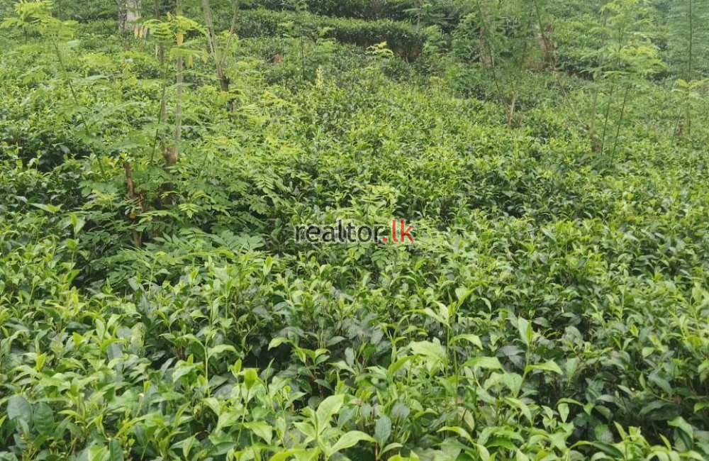 Tea Estate With Two Bungalows For Sale In Matara