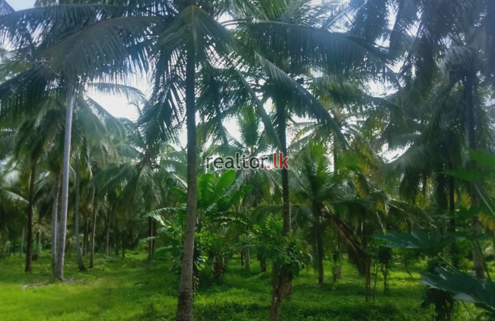 Coconut Estate In Kurunegala For Sale