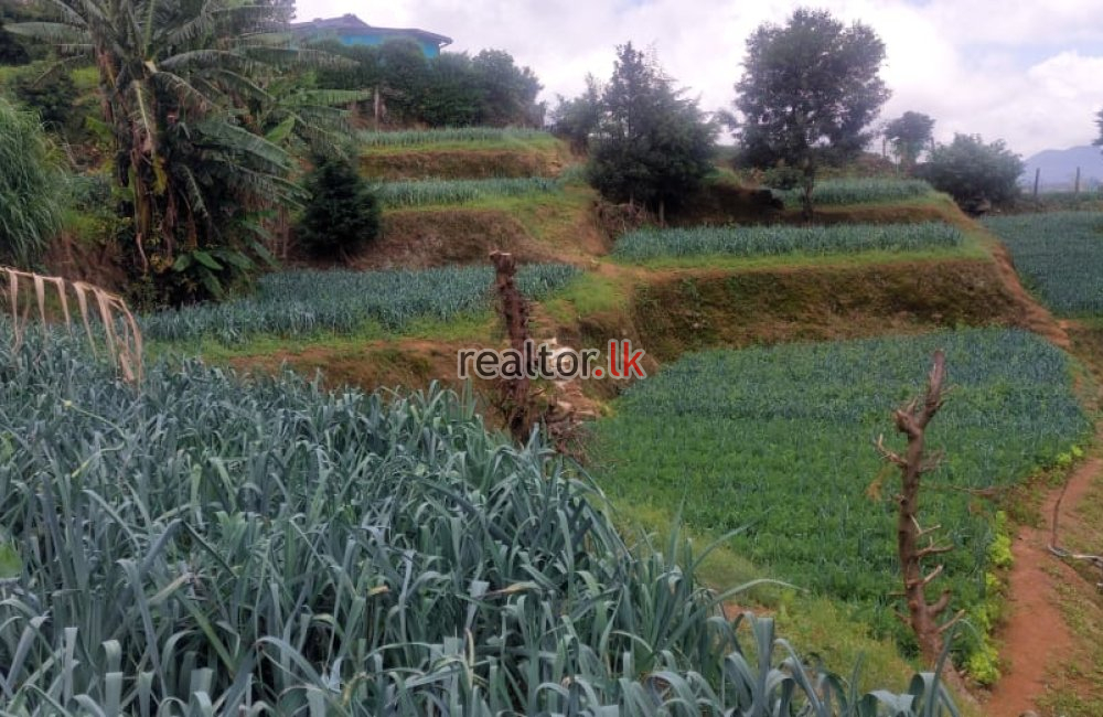 Cultivated Land For Sale In Nuwara Eliya