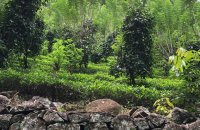 Tea Estate For Sale At Yatagar Ratnapura