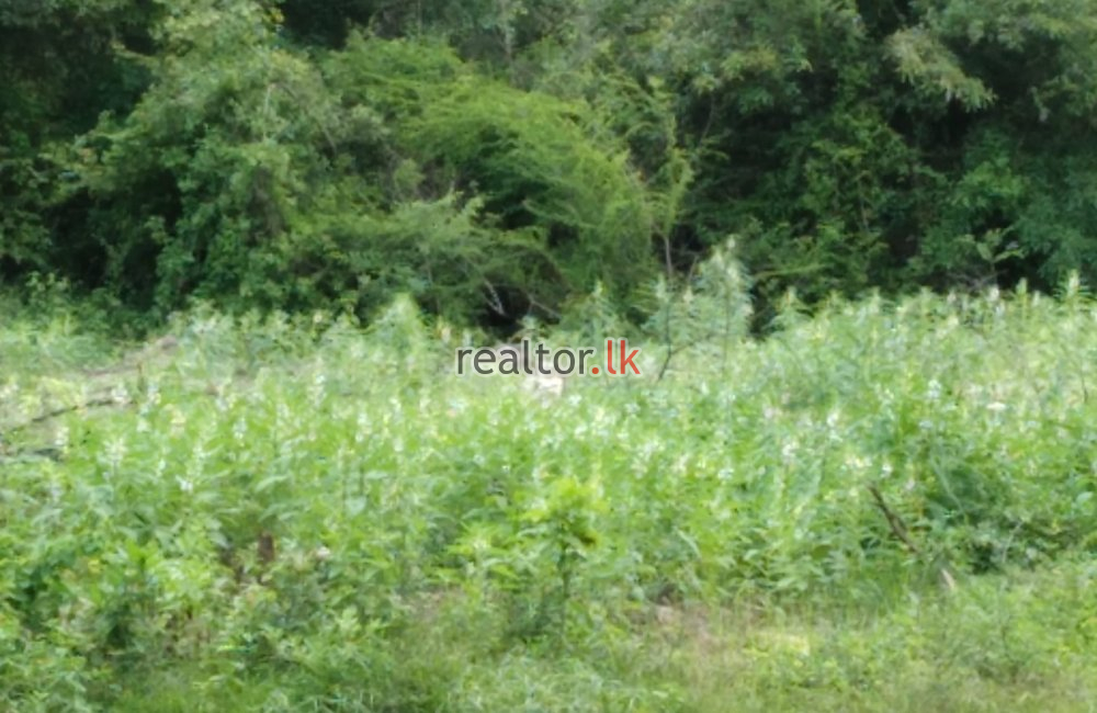 Paddy Land For Sale In Ranamukgama