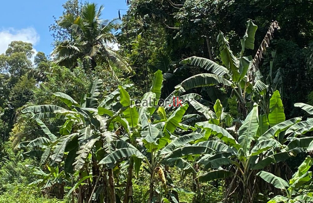 Mixed Estate For Sale In Yatihalagala Kandy