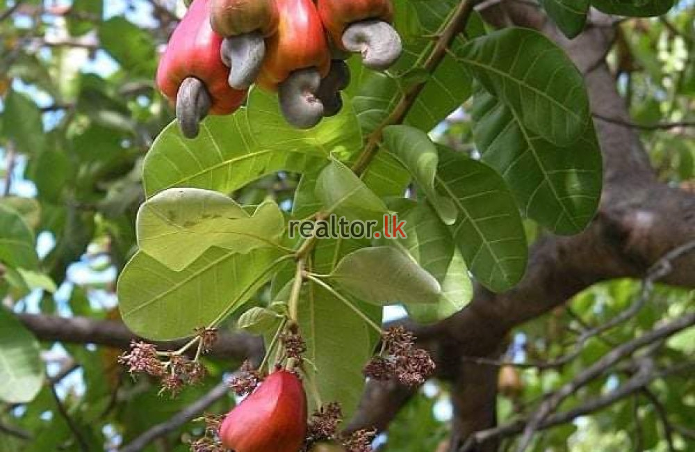 Coconut Estate For Sale At Narammala Kurunegala