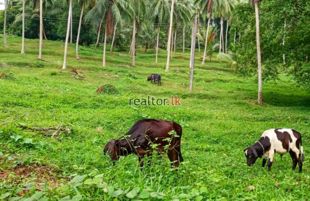 Coconut Estate For Sale At Pasyala