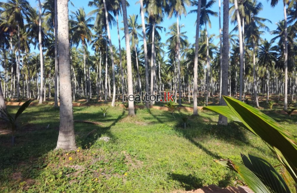 15 Acres Coconut Estate For Sale In Dankotuwa