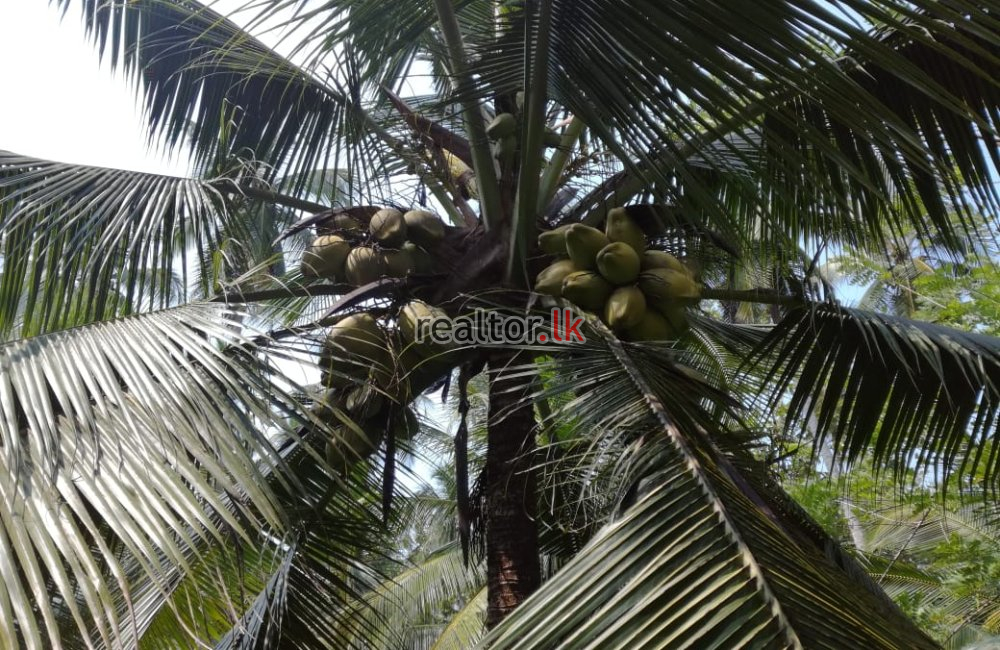 Facing Maha Oya Negombo Land For Sale