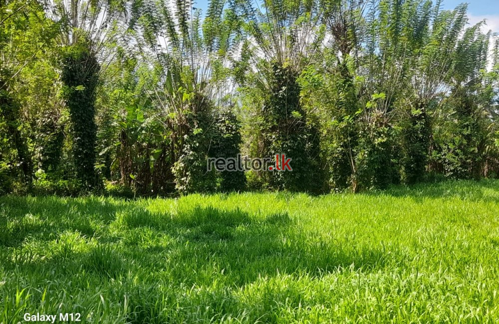 82.5 Acres Mixed Plant Estate For Sale At Matale