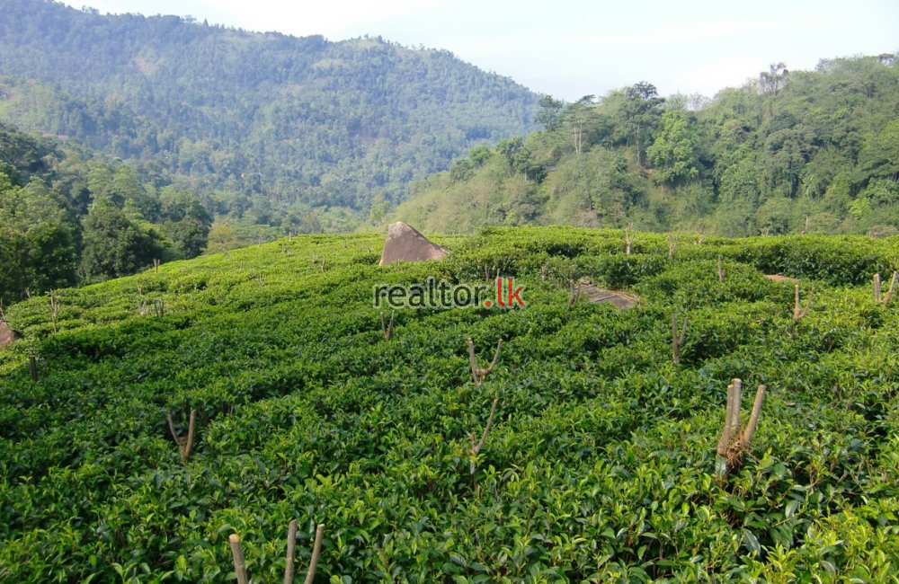 Tea Estate For Sale At Udapalatha Kandy