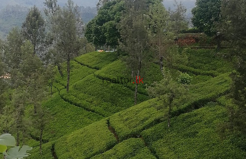 Nuwara - Eliya Tea Estate For Sale