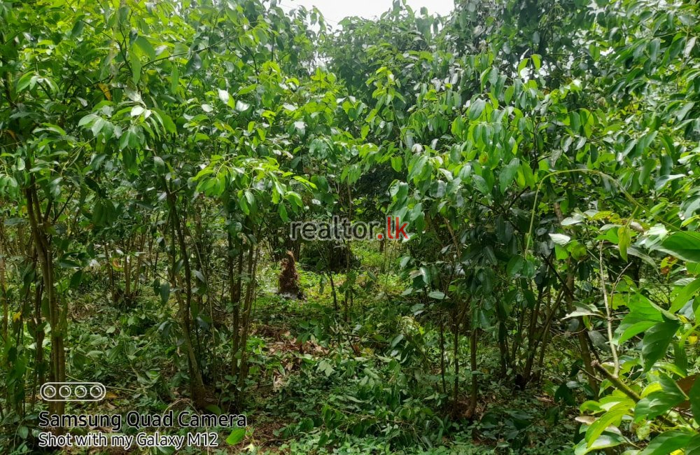 Mixed Plant Estate For Sale In Madawala Matale