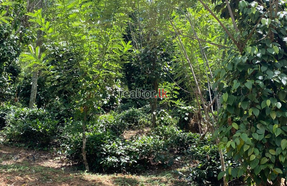 Mixed Estate For Sale In Yatihalagala Kandy