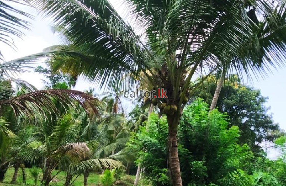 Coconut Estate For Sale At Colombo Rd Kurunegala