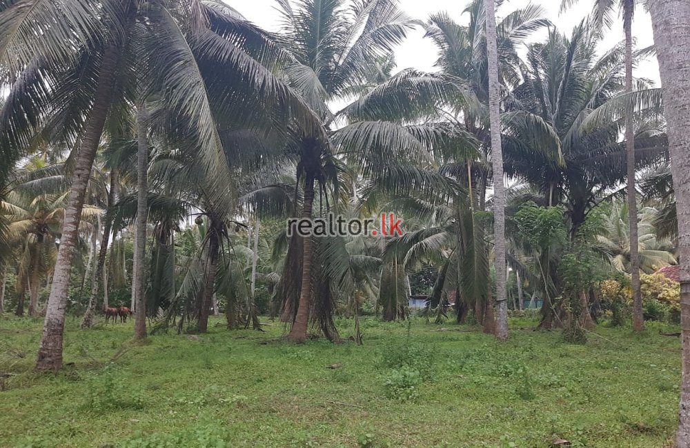 Coconut Estate For Sale At Dankotuwa