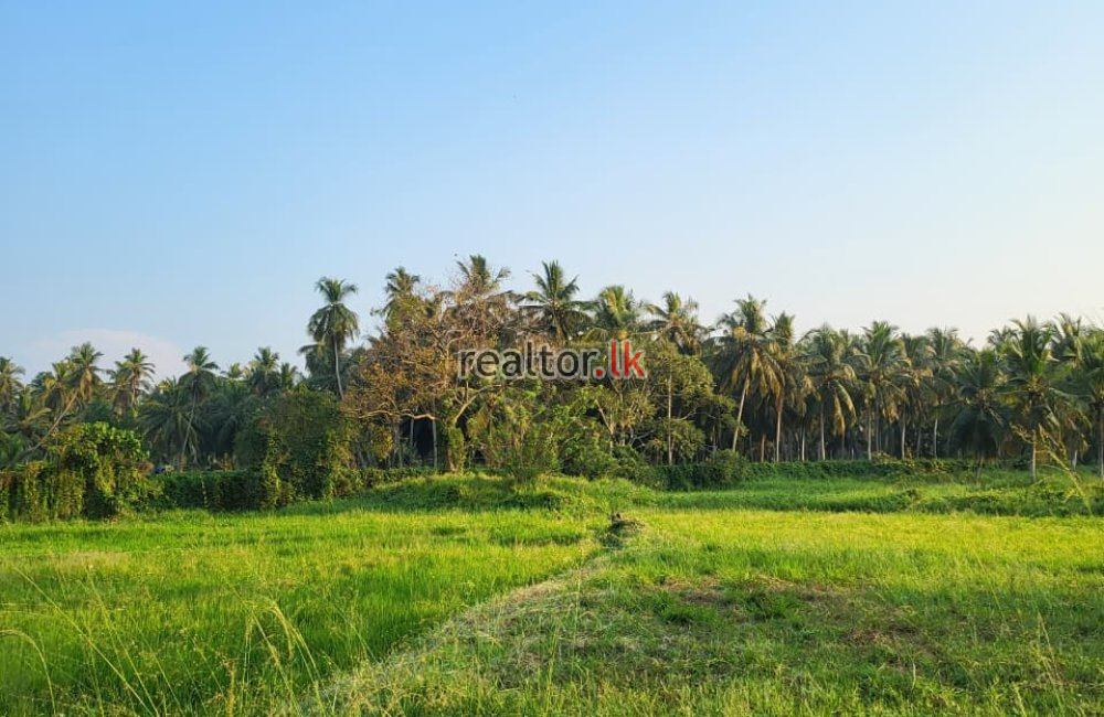 Coconut Estate In Udubaddawa Rd Nattandiya