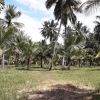 Land For Sale At Negombo -  Kotadeniyawa