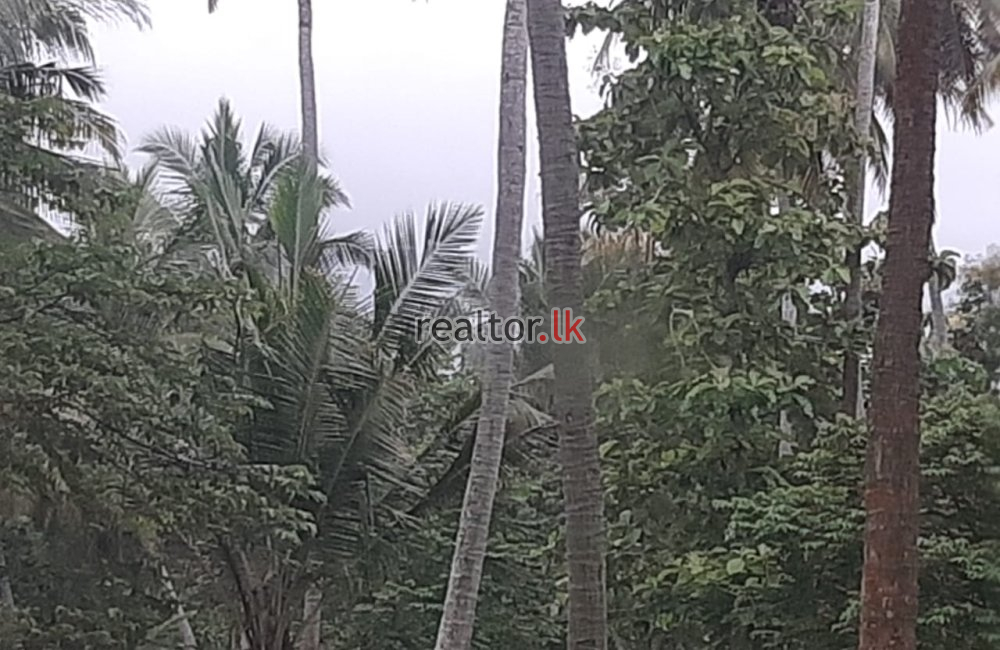 Coconut Estate For Sale At Dankotuwa