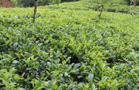 Tea Estate At Wadikumbura Rd