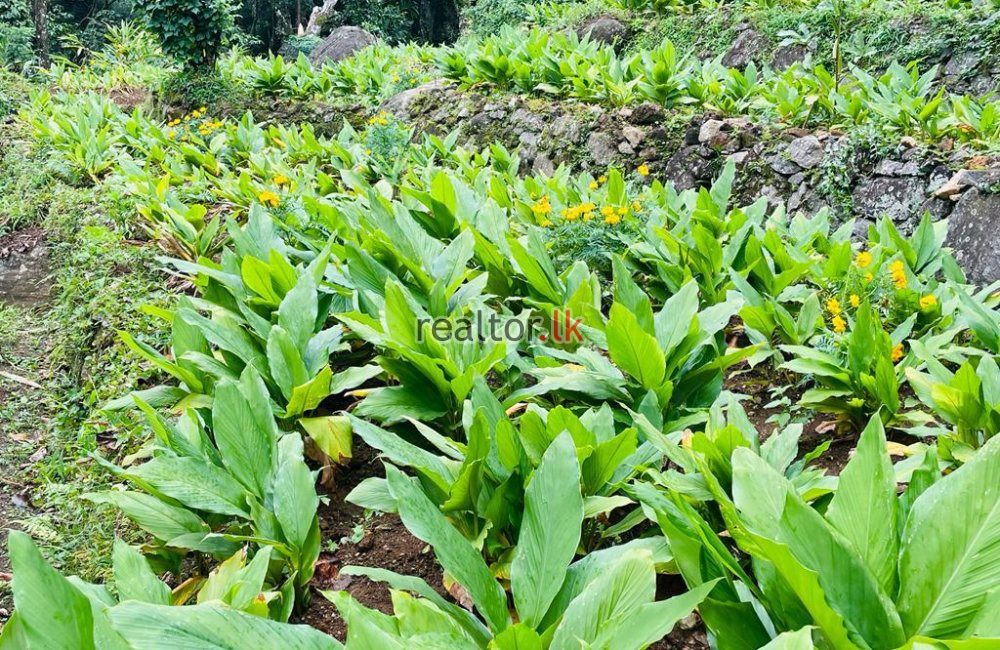 Agricultural Land For Sale At Matale