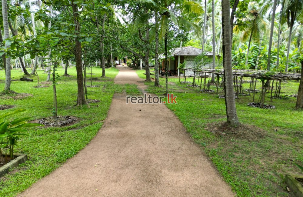 Coconut Estate For Sale At Wellawa Kurunegala