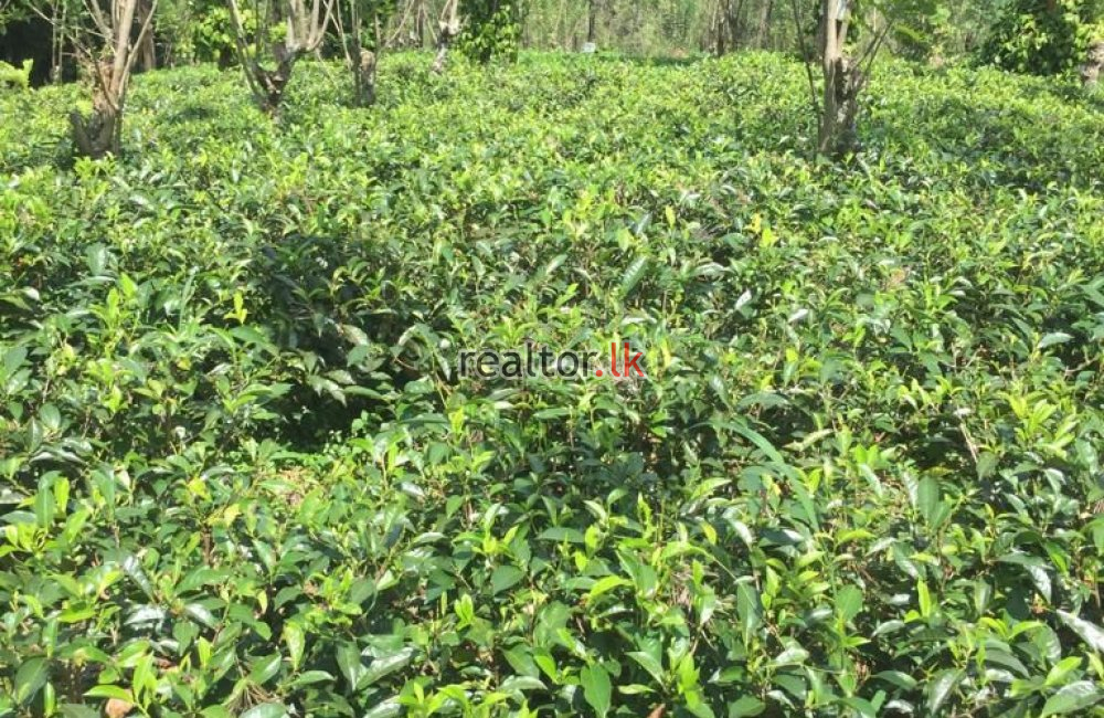 Tea Estate For Sale At Hewaheta