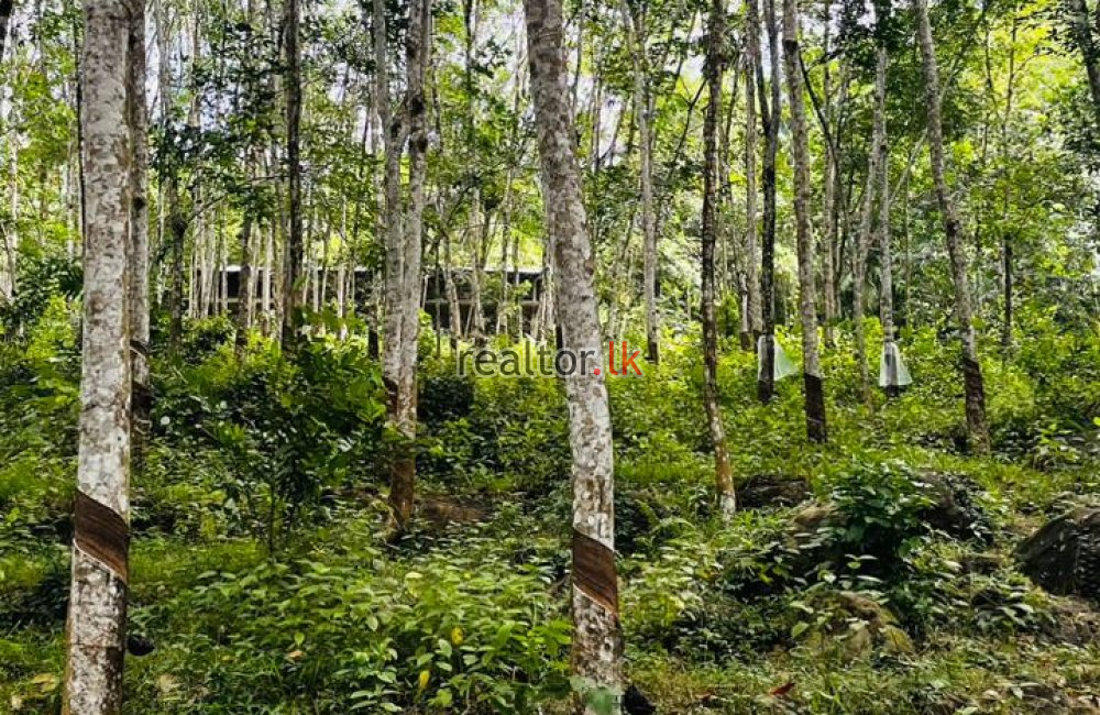 Rubber Estate For Sale At Kirindiwela