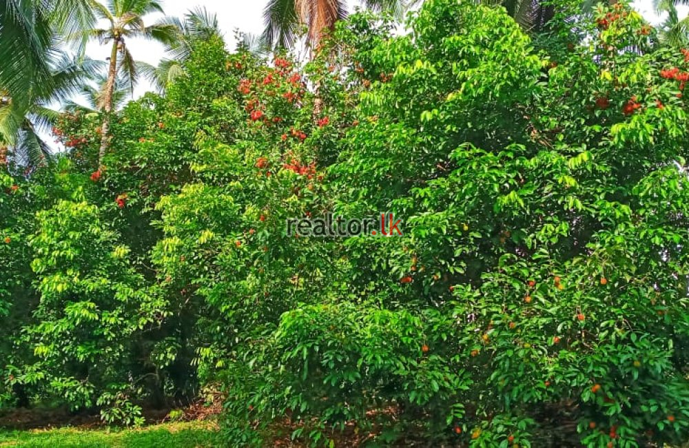 Coconut Estate For Sale At Pasyala