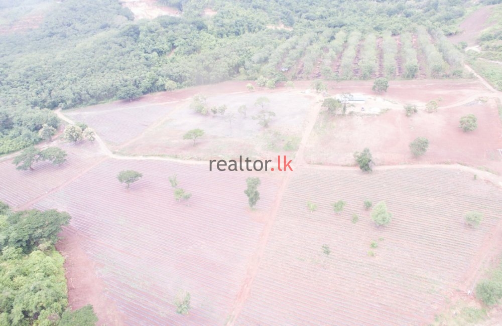 Madawala Ulpotha Estate For Sale