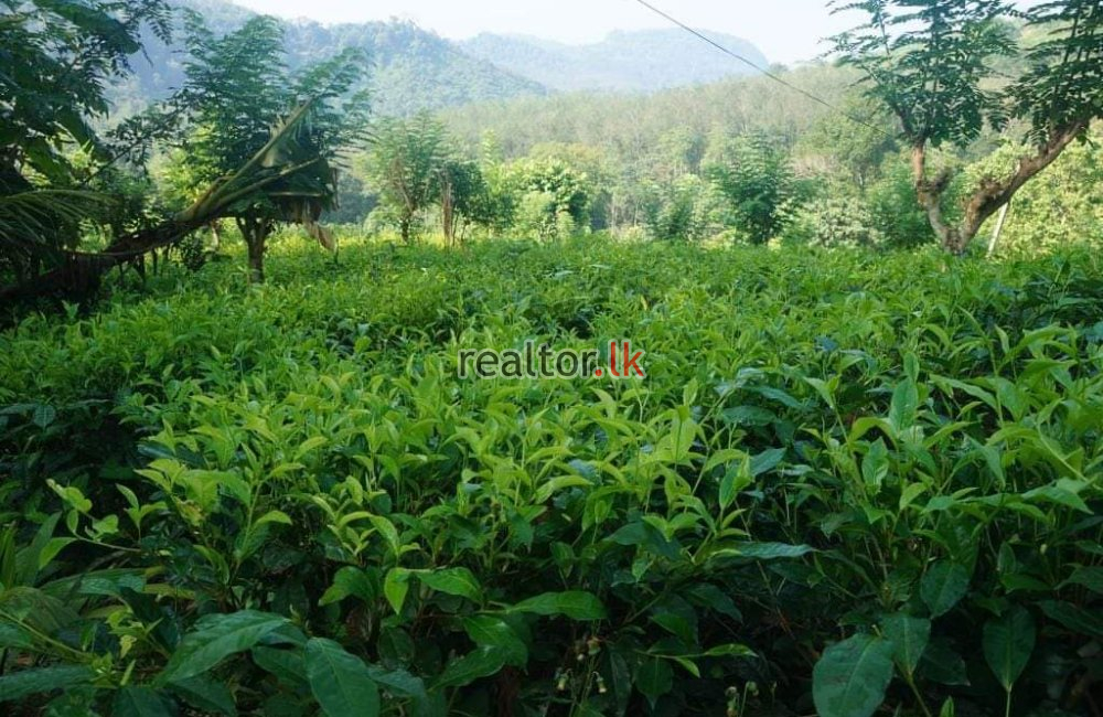 Tea Estate At Wadikumbura Rd