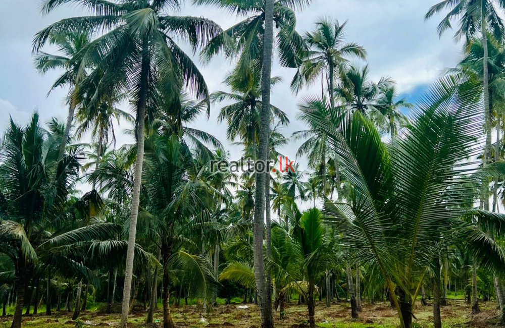 Coconut Estate For Sale At Pannala