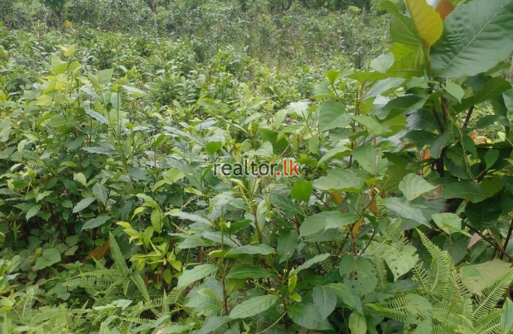 Rubber Estate With Factory Sale In Eheliyagoda