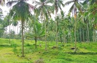 Coconut Estate For Sale At Pasyala