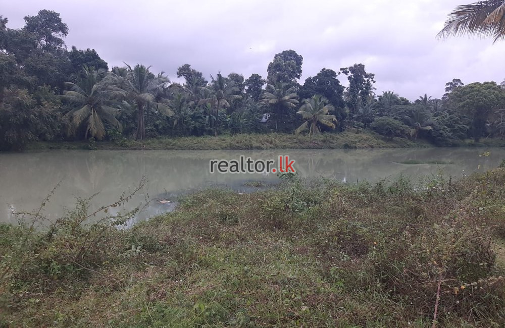 Coconut Estate For Sale At Dankotuwa