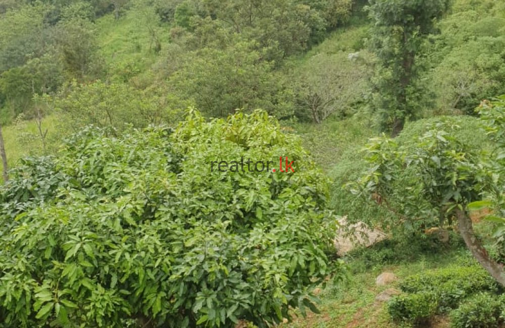 Haputale Land For Sale