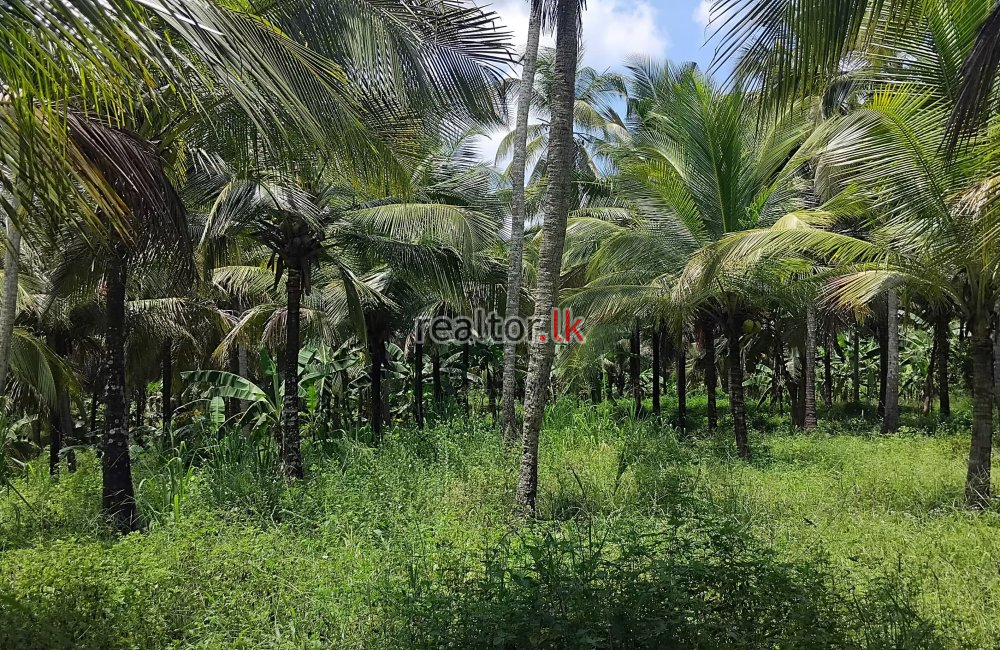 Coconut Estate In Melsiripura Kurunegala