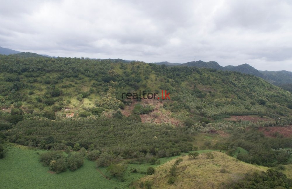 Madawala Ulpotha Estate For Sale