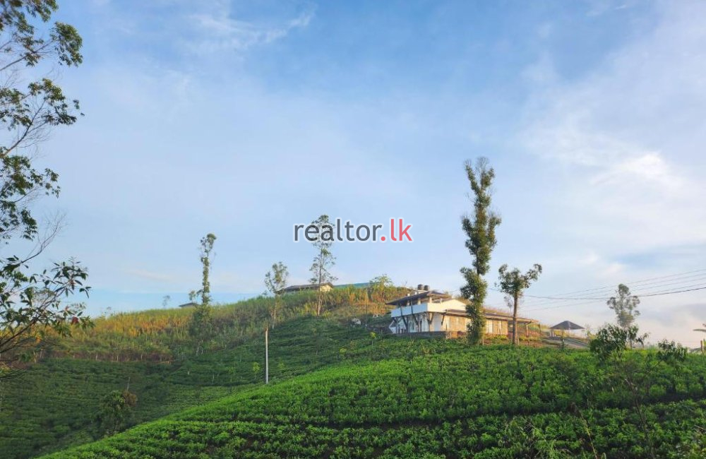 Tea Estate With A Bungalow For Sale In Hatton