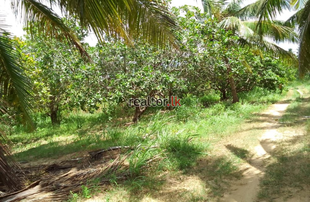 Coconut Estate For Sale At Wanathavilluwa