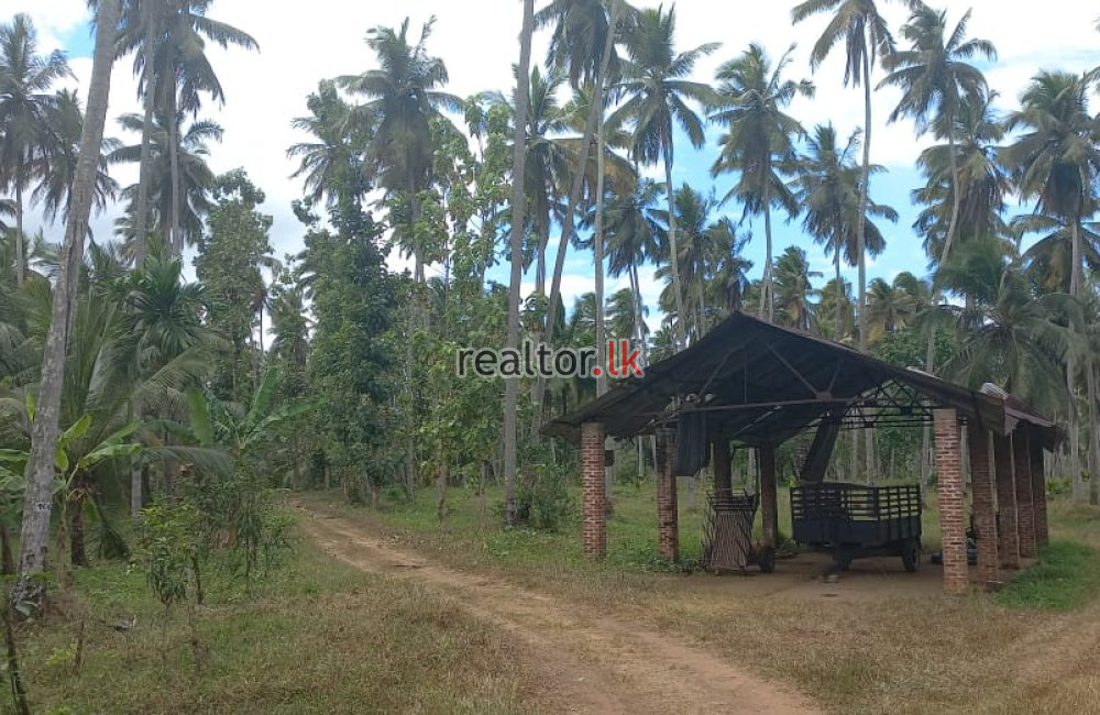 Coconut Estate For Sale At Colombo Rd Kurunegala