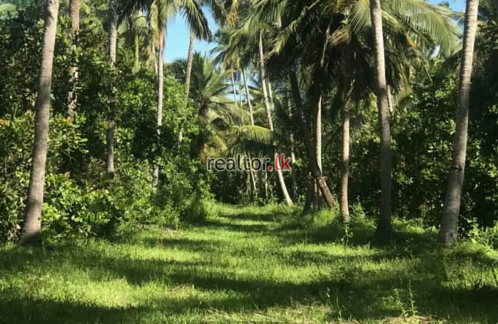 82.5 Acres Mixed Plant Estate For Sale At Matale