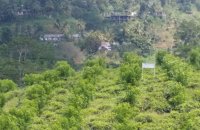 Tea Estate For Sale At Deniyaya Morawaka