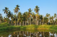 Coconut Estate In Udubaddawa Rd Nattandiya