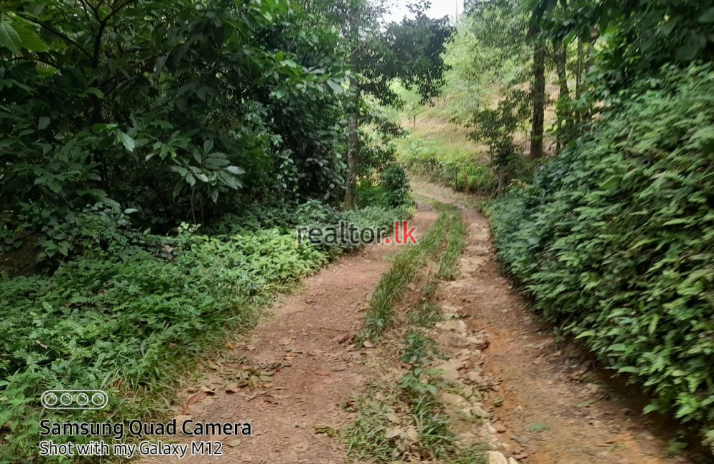 Mixed Plant Estate For Sale In Madawala Matale