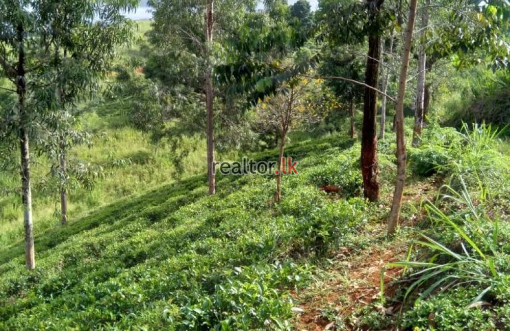 Tea Estate For Sale At Panvila Kandy