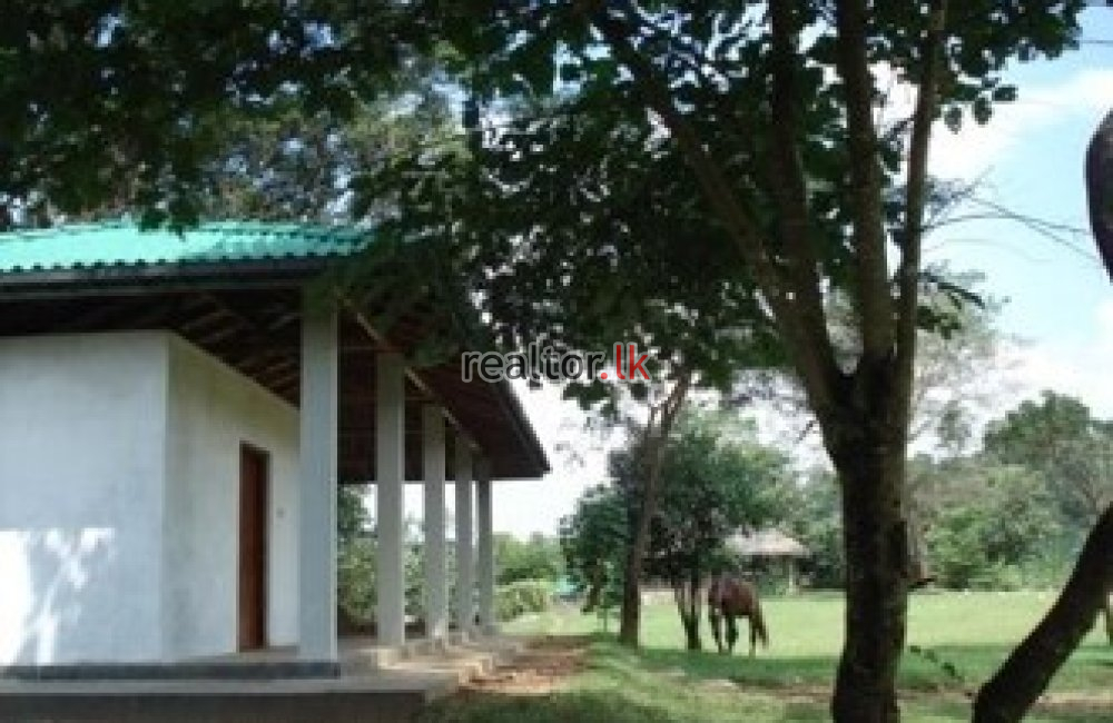 Prime Mixed Plant Estate For Sale In Mahiyangana