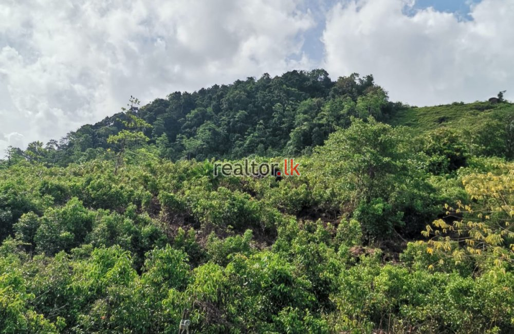 Cinnamon Estate For Sale In Welipenna